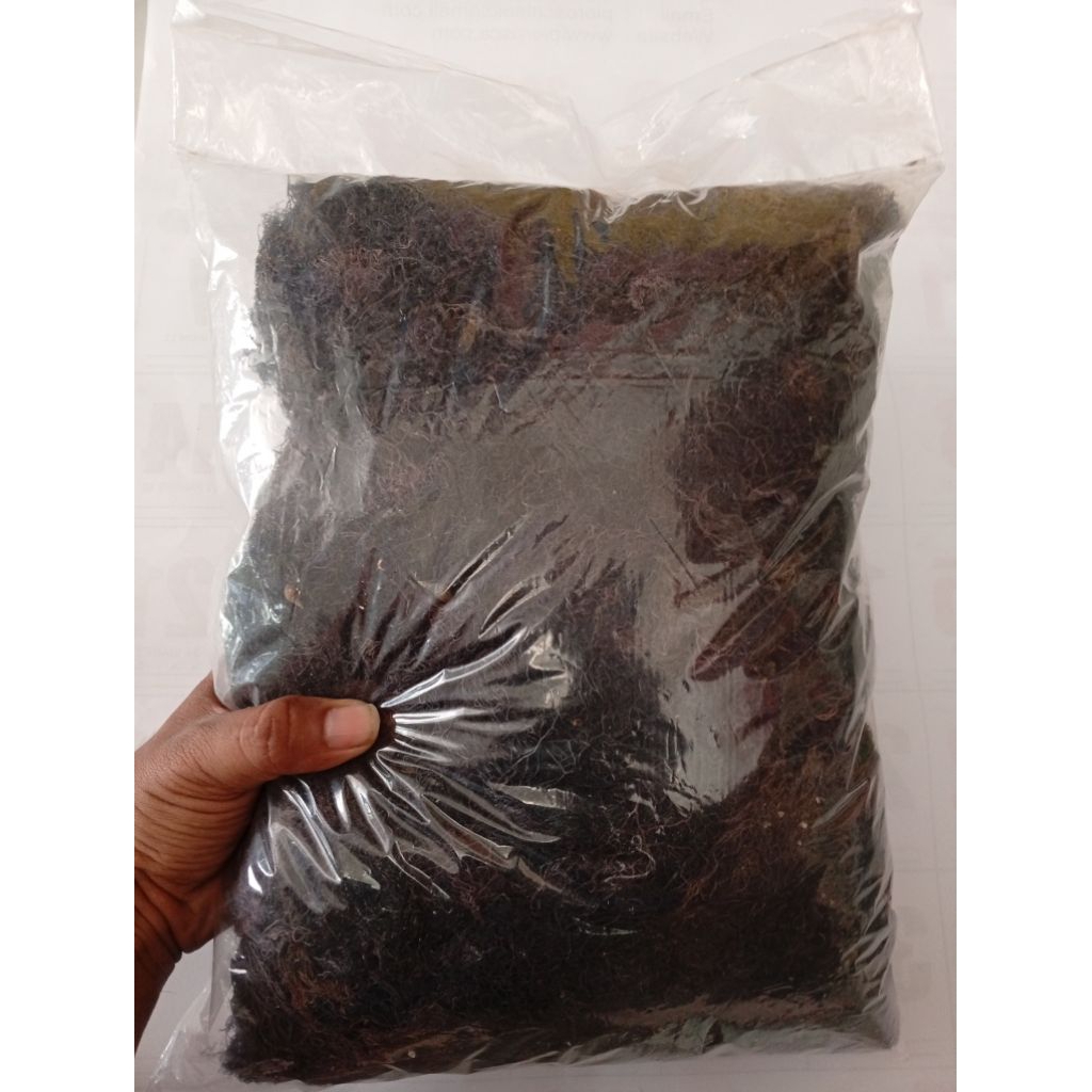 

Rumput Laut 1 Kg Kering Glacilaria Untuk Agar Agar Gudir