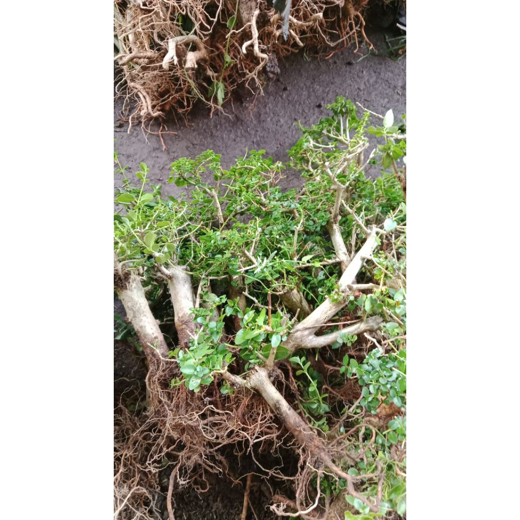 bahan bonsai sancang prospek