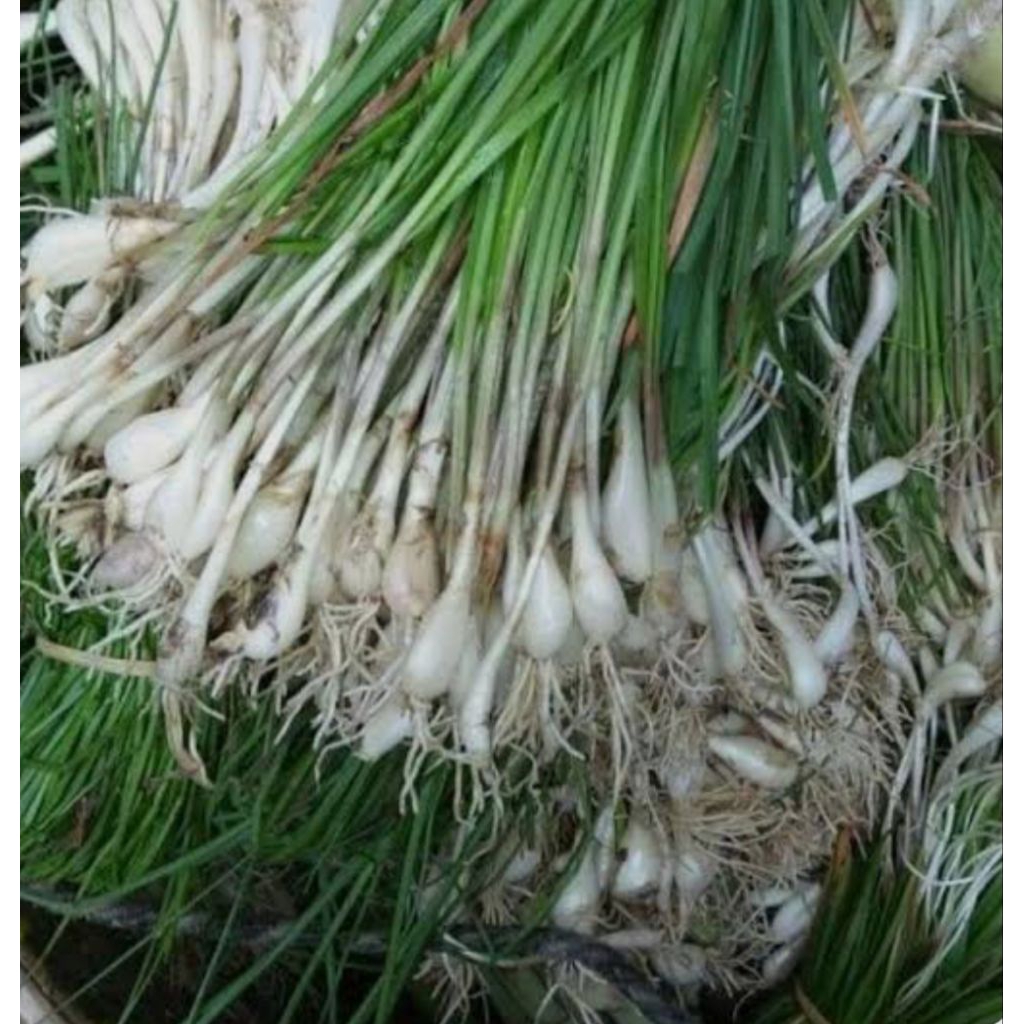 

SAYURAN KUNCAI SEGAR 1 ikat