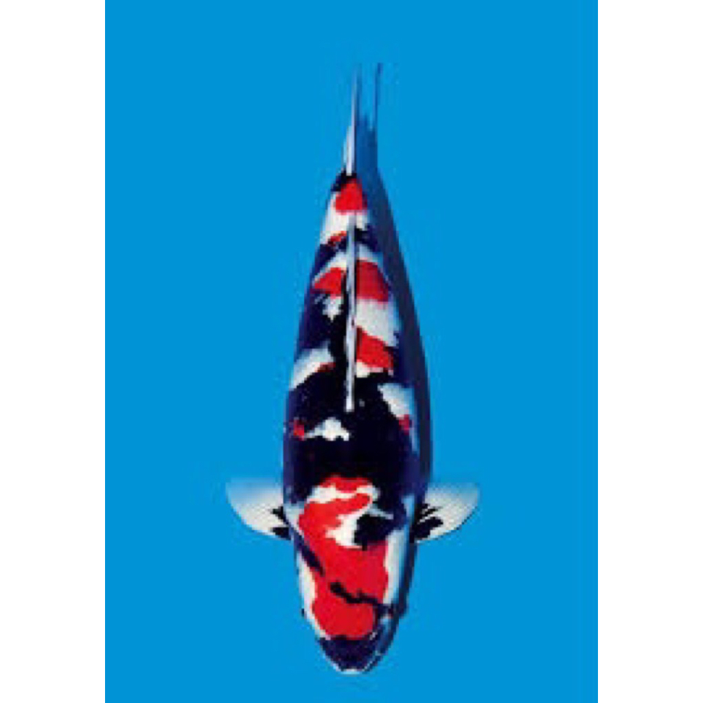 ikan koi showa size 31-33cm