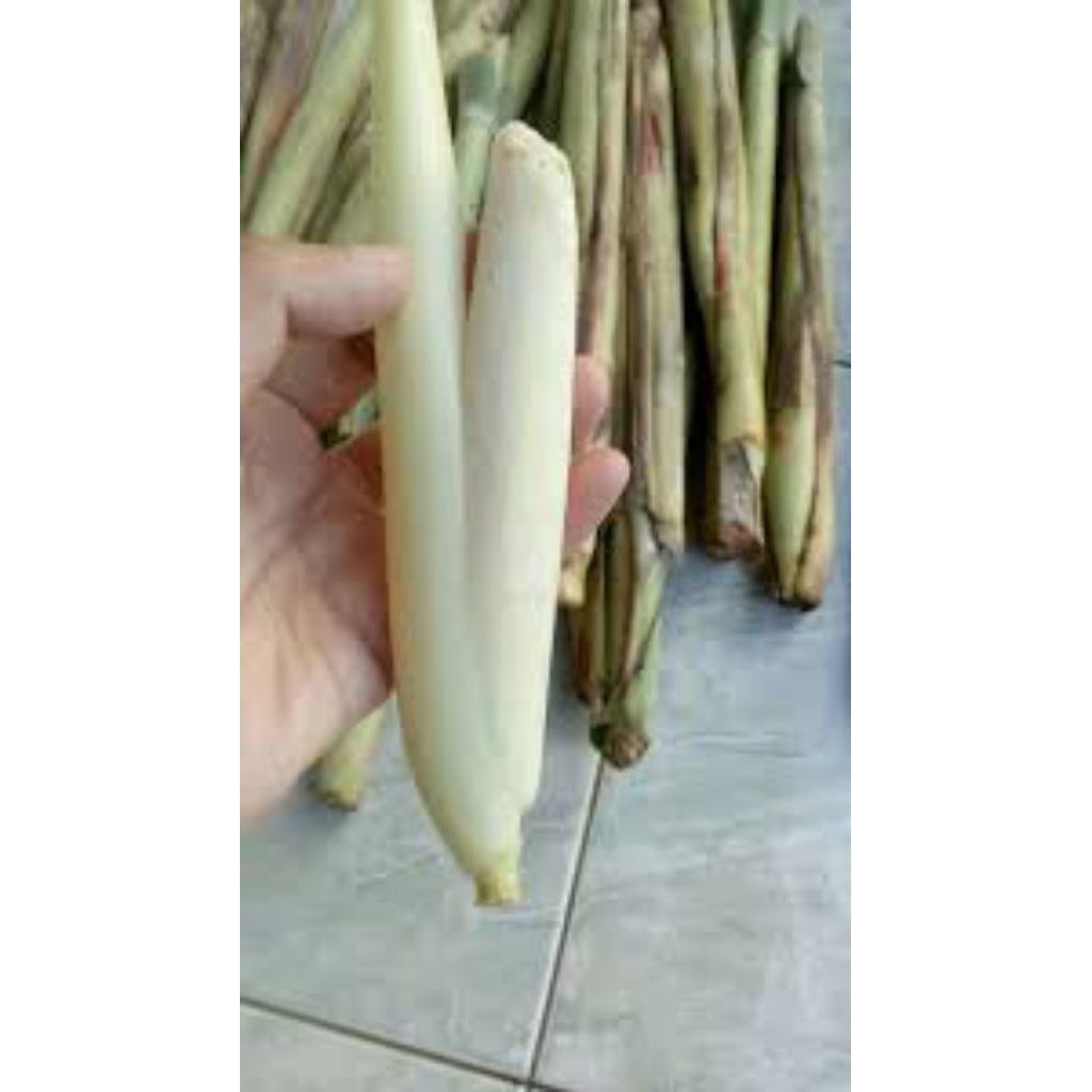 

Terubuk Trubuk Turubuk Endog Tiwu Bunga Telur Telor Tebu (Minimal Order 1kg)