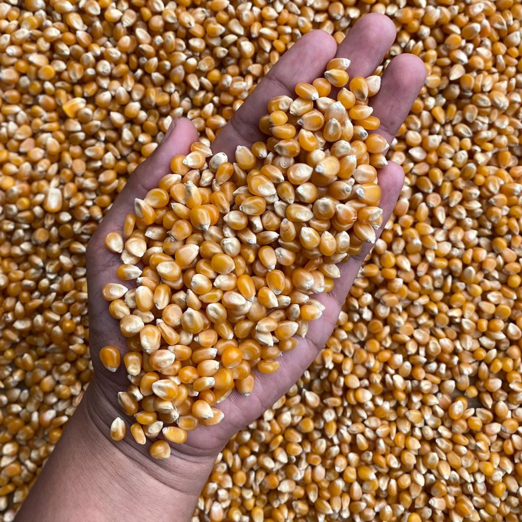 

JAGUNG KHUSUS POPCORN 500gr / 1kg