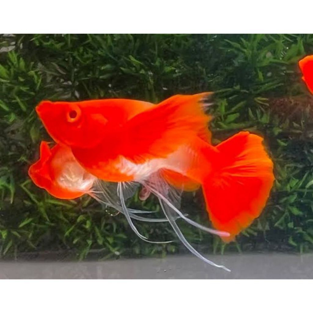 HIASAN AQUARIUM VVIP SEPASANG GUPPY ALBINO KOI RED EAR GRADE A LINE VIETNAM