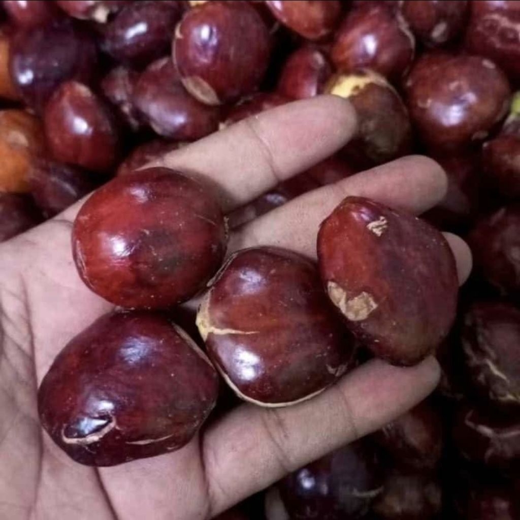 

jengkol tua , jengkol , jengkol rendang , jengkol pulen