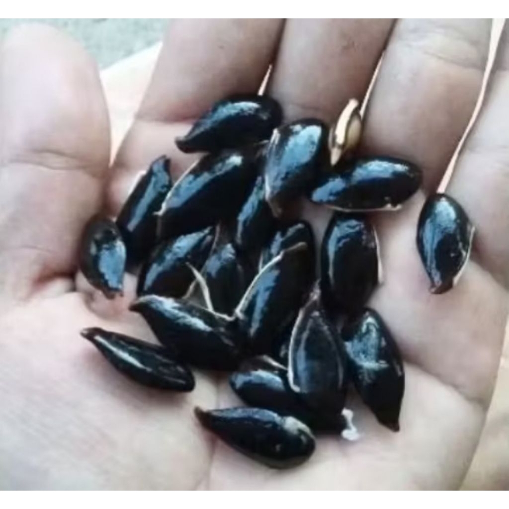 50 BIJI SAWO ATAU KECIK