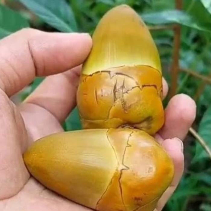 

SGN12 - 1 kg tembuluk isi 20 - 30 buah kelapa kecil fresh / bluluk / tembuluk