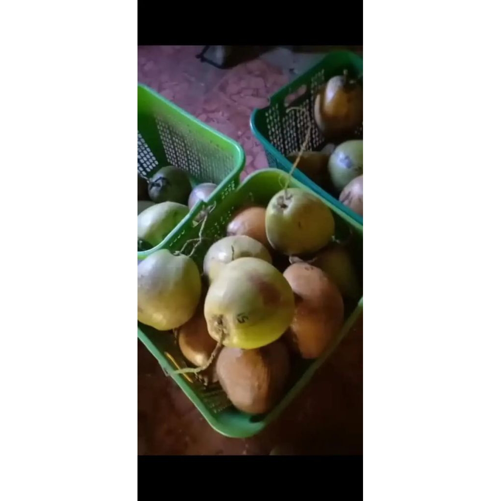 

KELAPA KOPYOR ORIGINAL 100% DIAMETER 40-43 cm