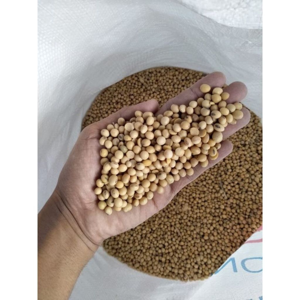 

kacang-kacangan, kacang kedelai murah, bahan tempe berkualitas, jual kacang kedelai segar, kedelai kiloan,
