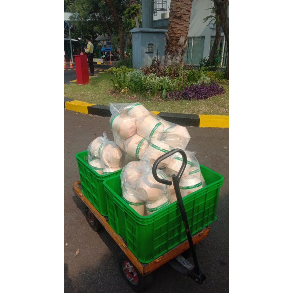 

Kelapa kerucut Original Buah kelapa asli harga per pcs