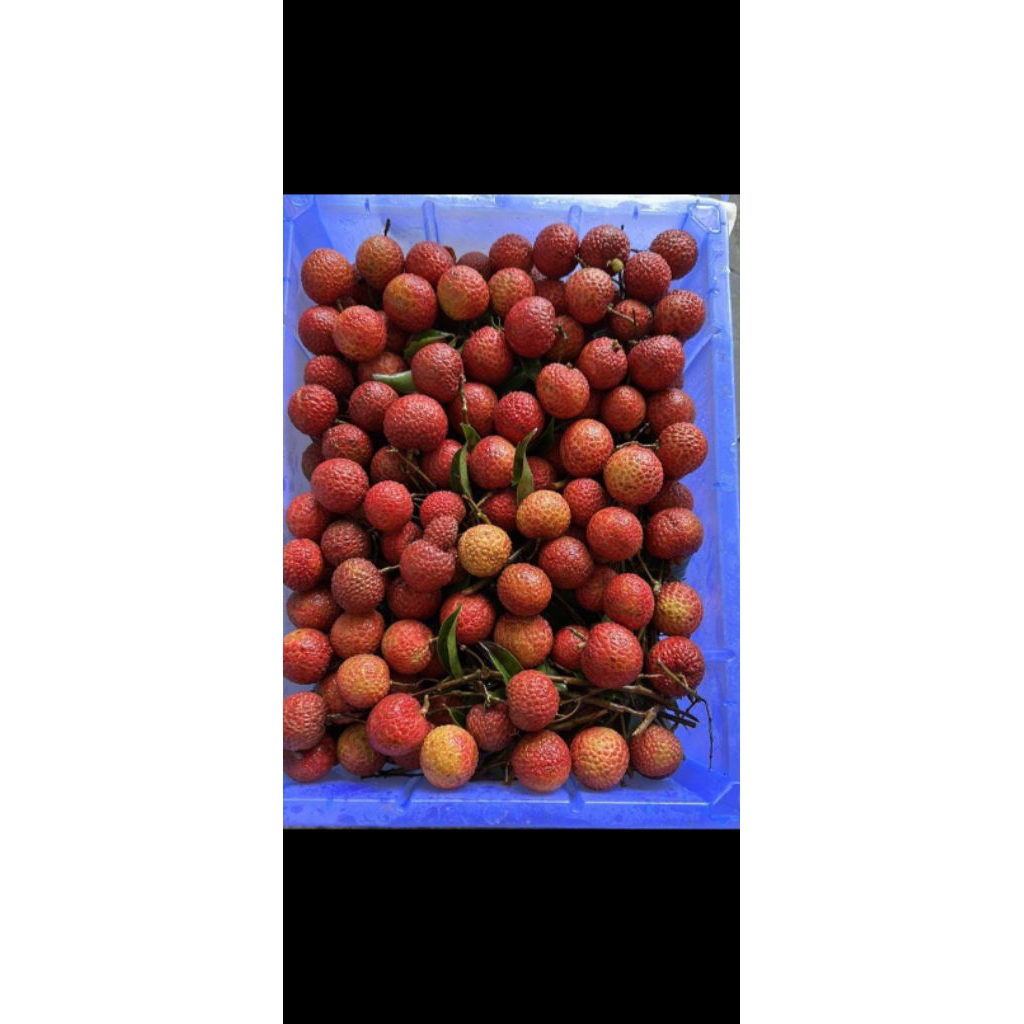 

LYCHEE MADU MERAH / FRESS