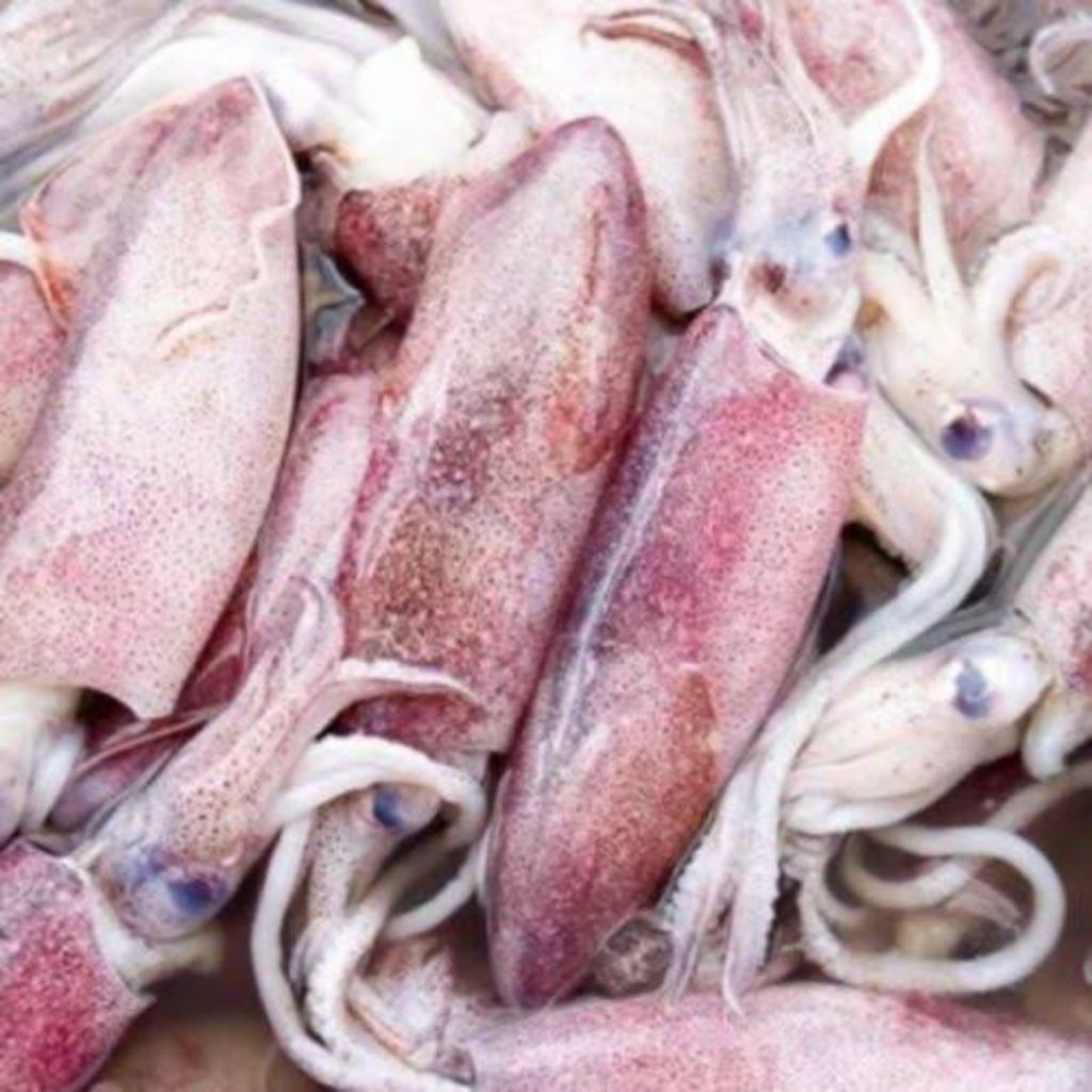 

Cumi-Cumi Fresh (Seafood Segar)