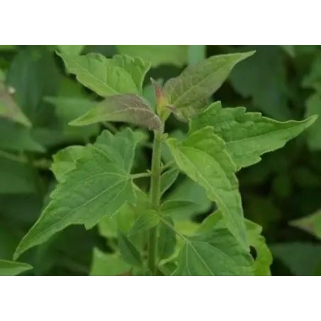 

Daun balakacida 500gr