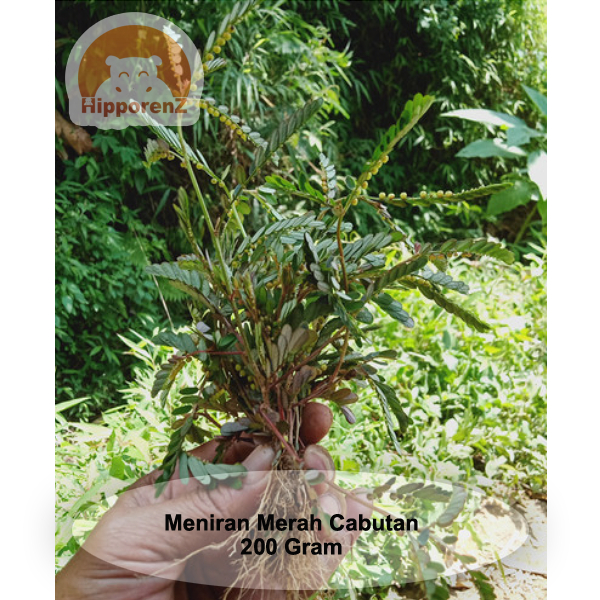 

Meniran Merah Segar Cabutan Tanpa Tanah 200 Gram