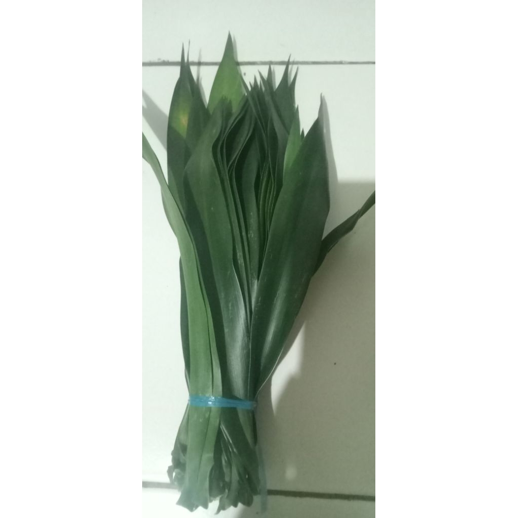 

daun suji segar isi 60 lembar