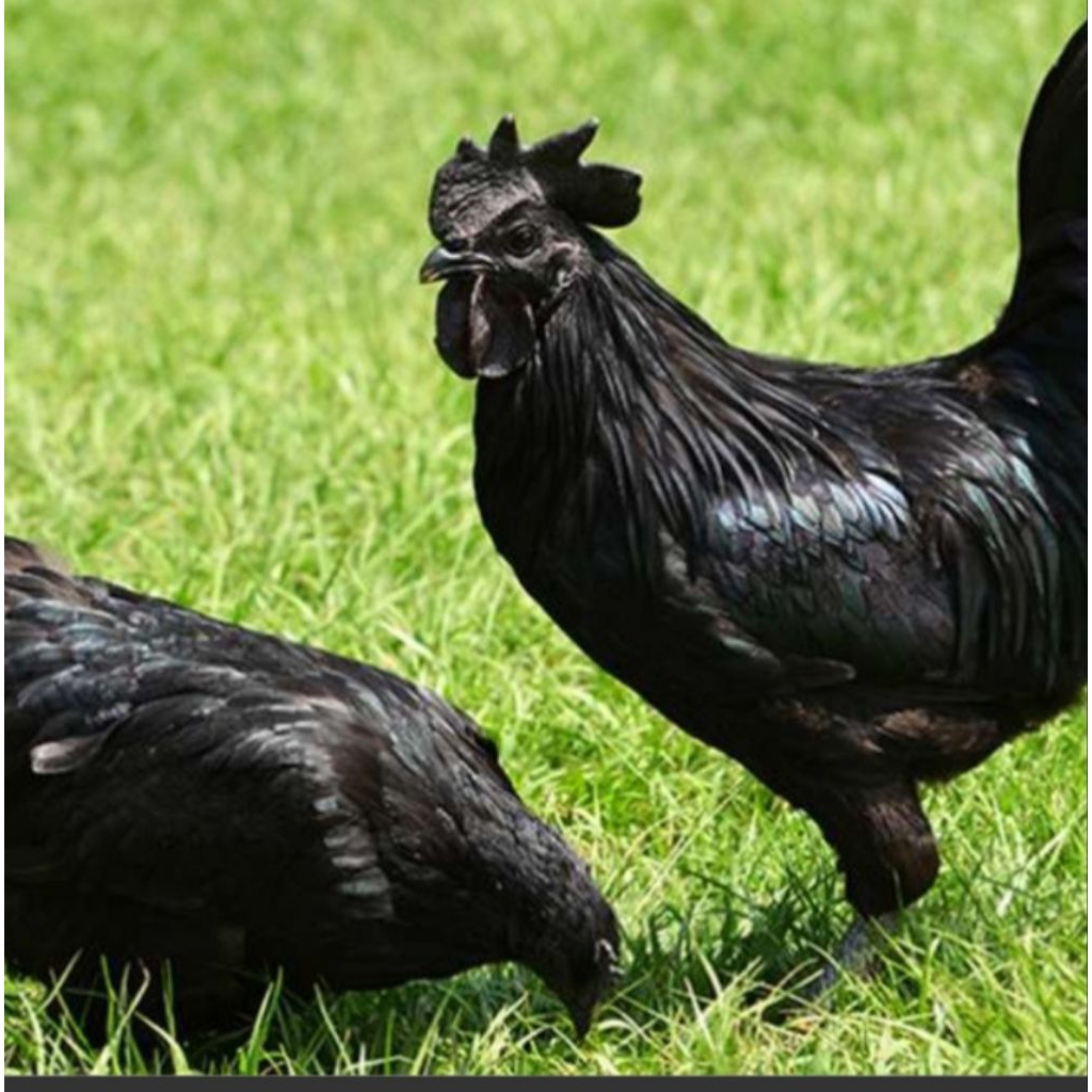 ayam cemani dewasa