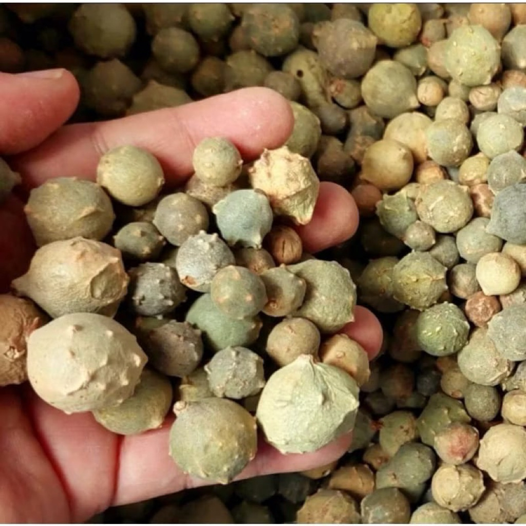 

Buah Manjakani Hijau Super 100 grm/ Buah Majaan Hijau / Buah Majakani Hijau