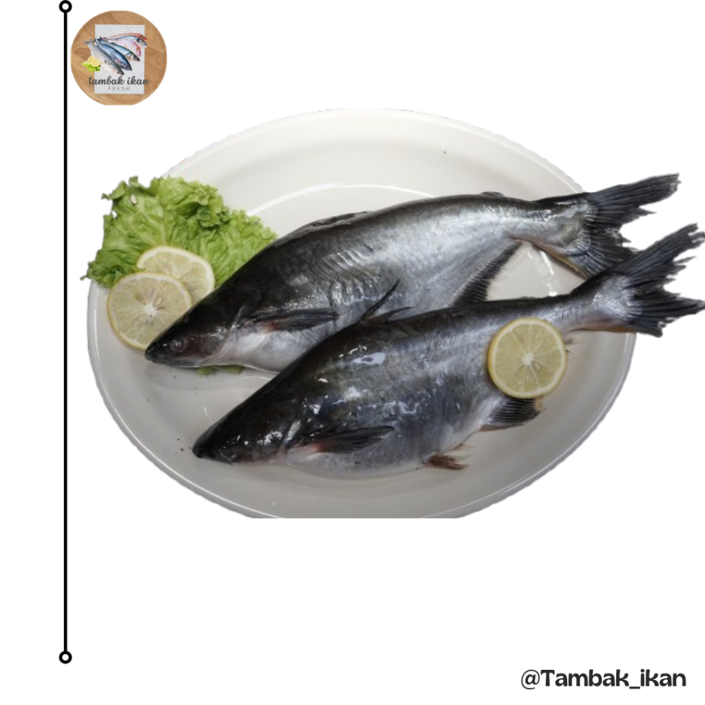 

Ikan Patin Segar 1Kg