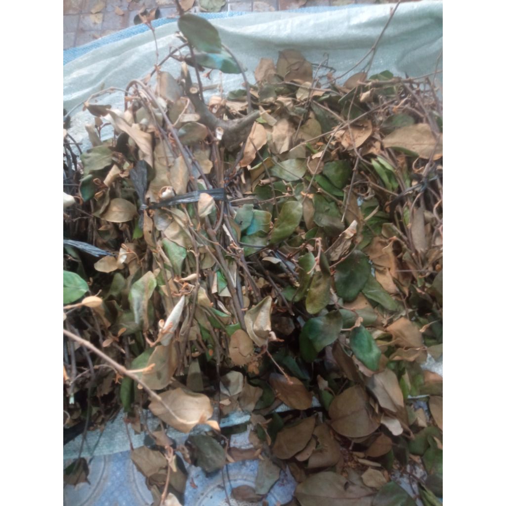 

benalu kopi kering asli original isi 200gram