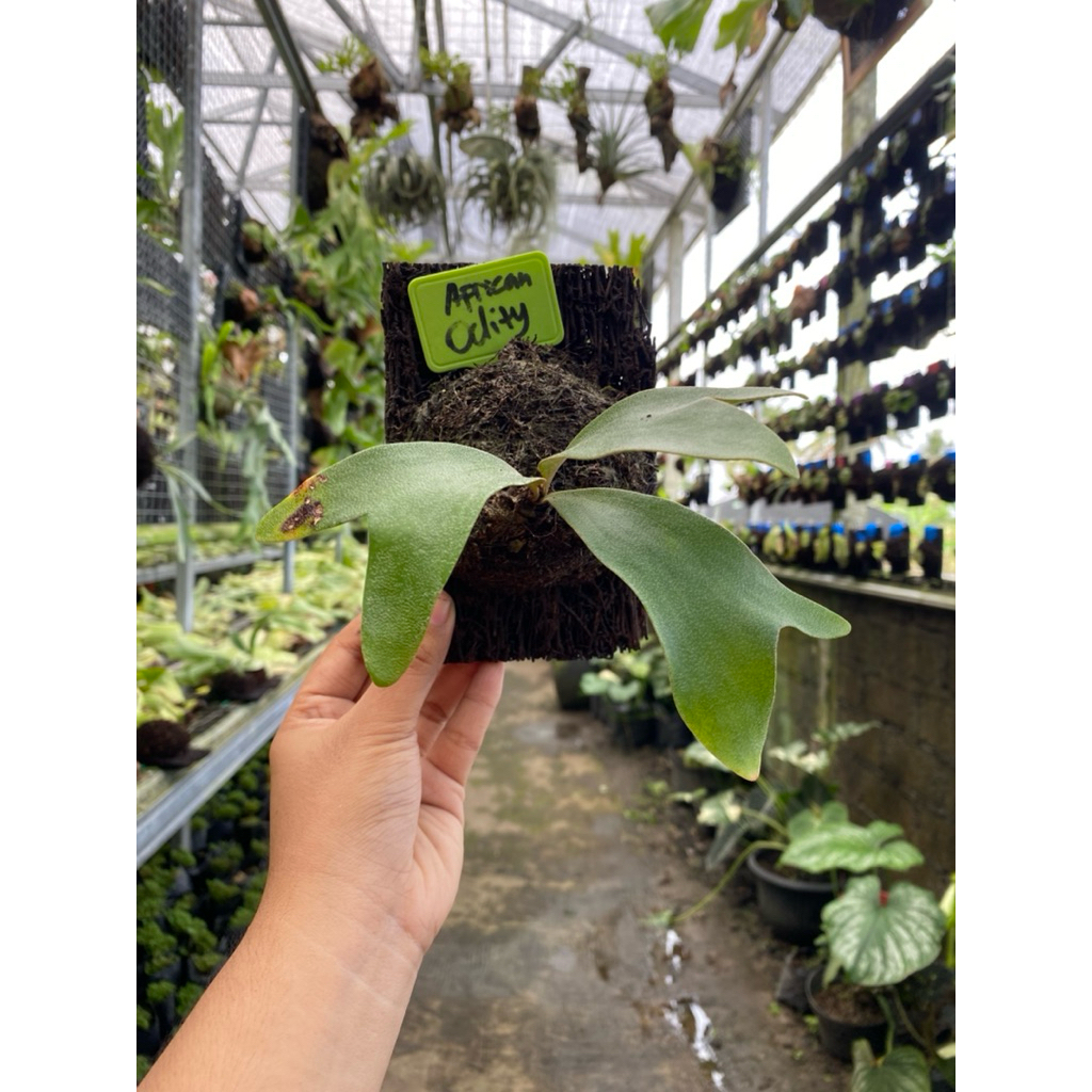 Platycerium Alcicorne oddity rawatan pakis