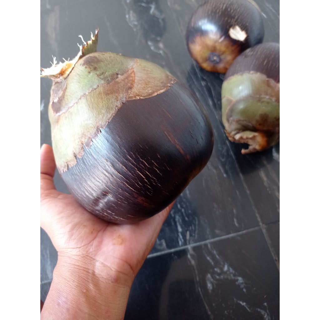 

Siwalan Buah Lontar / Buah Lontar / Buah Siwalan Khas Rembang / Buah Bogor