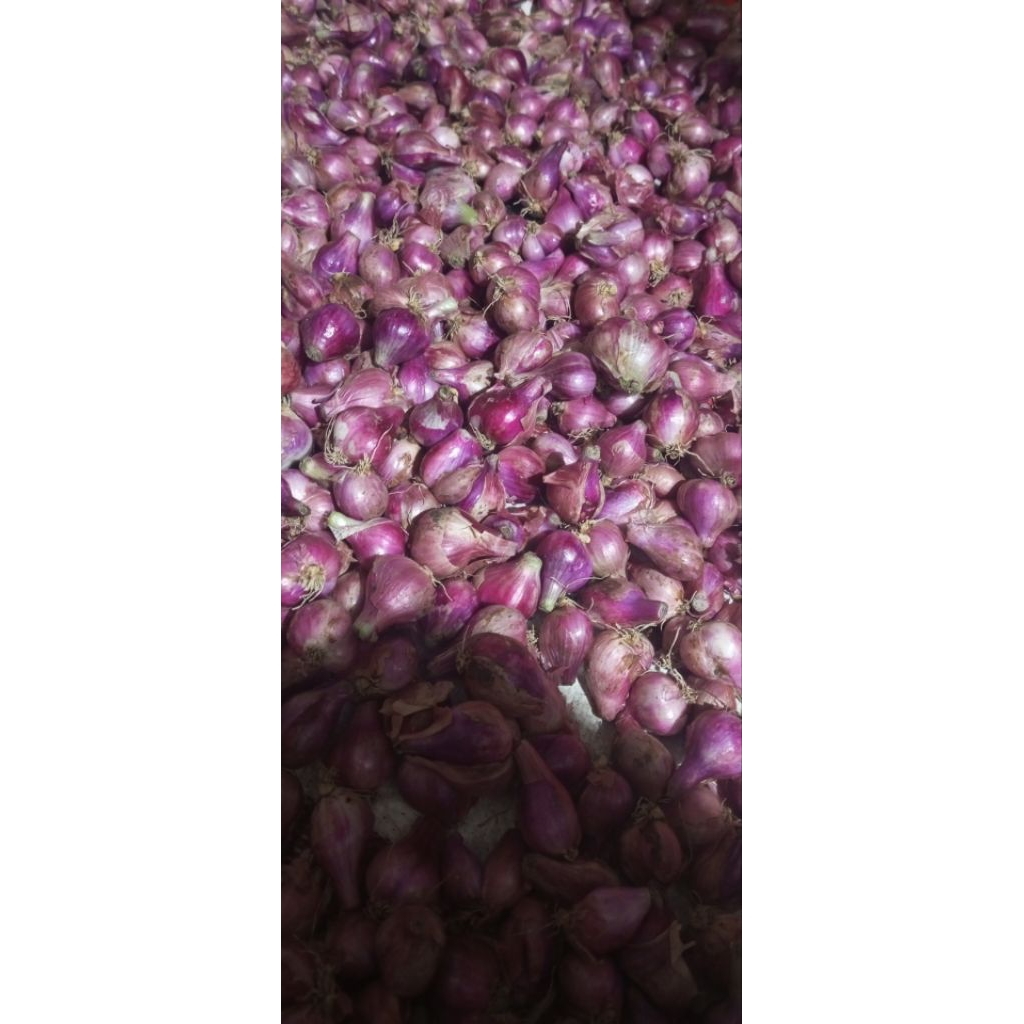 

Bawang merah 1 Kg