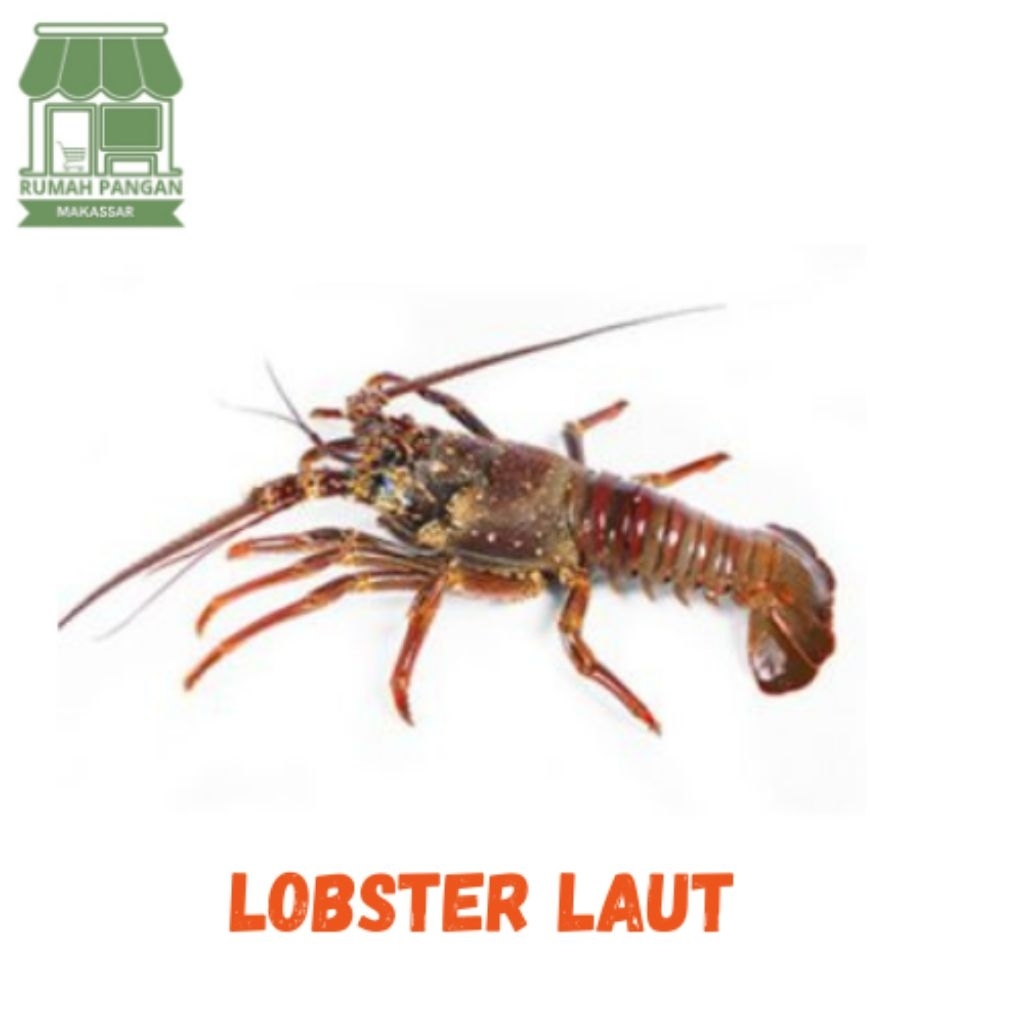 

lobster laut size 2/3
