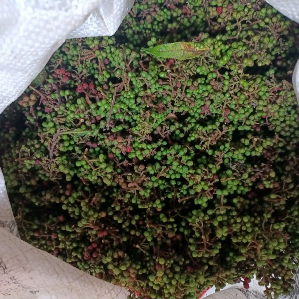 

Andaliman Surabaya 250 gram ready