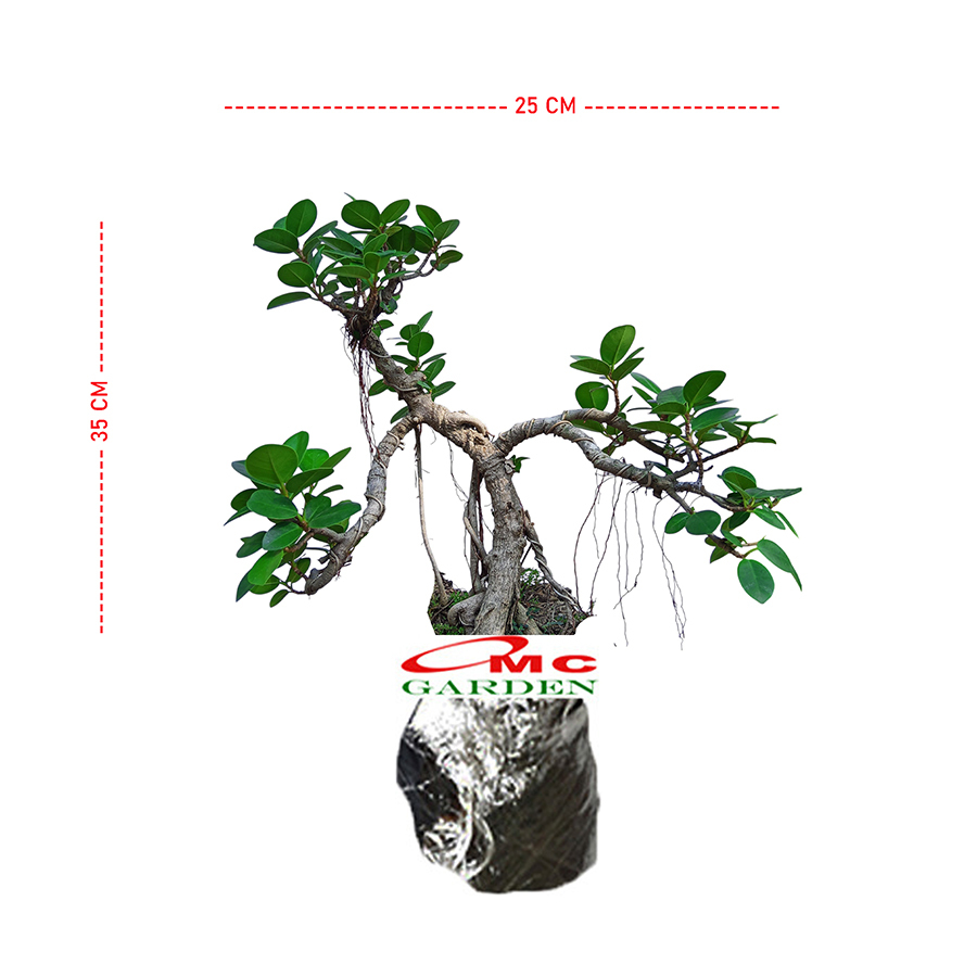 Tanaman Hias Pohon Bonsai Mame Beringin Korea Mini Dolar B-BK-024