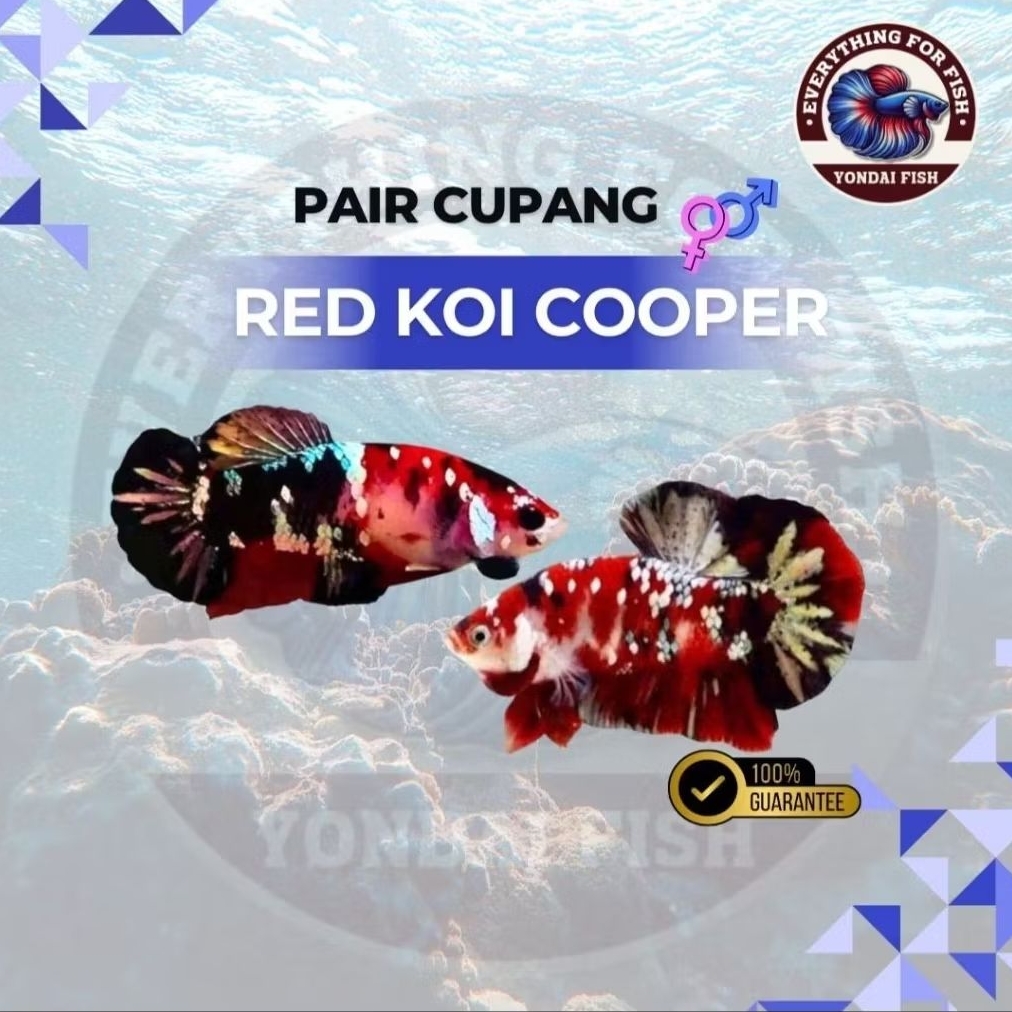 [PAIR] Red Koi Cooper (RKC) | TOP GRADE | TOP FISH