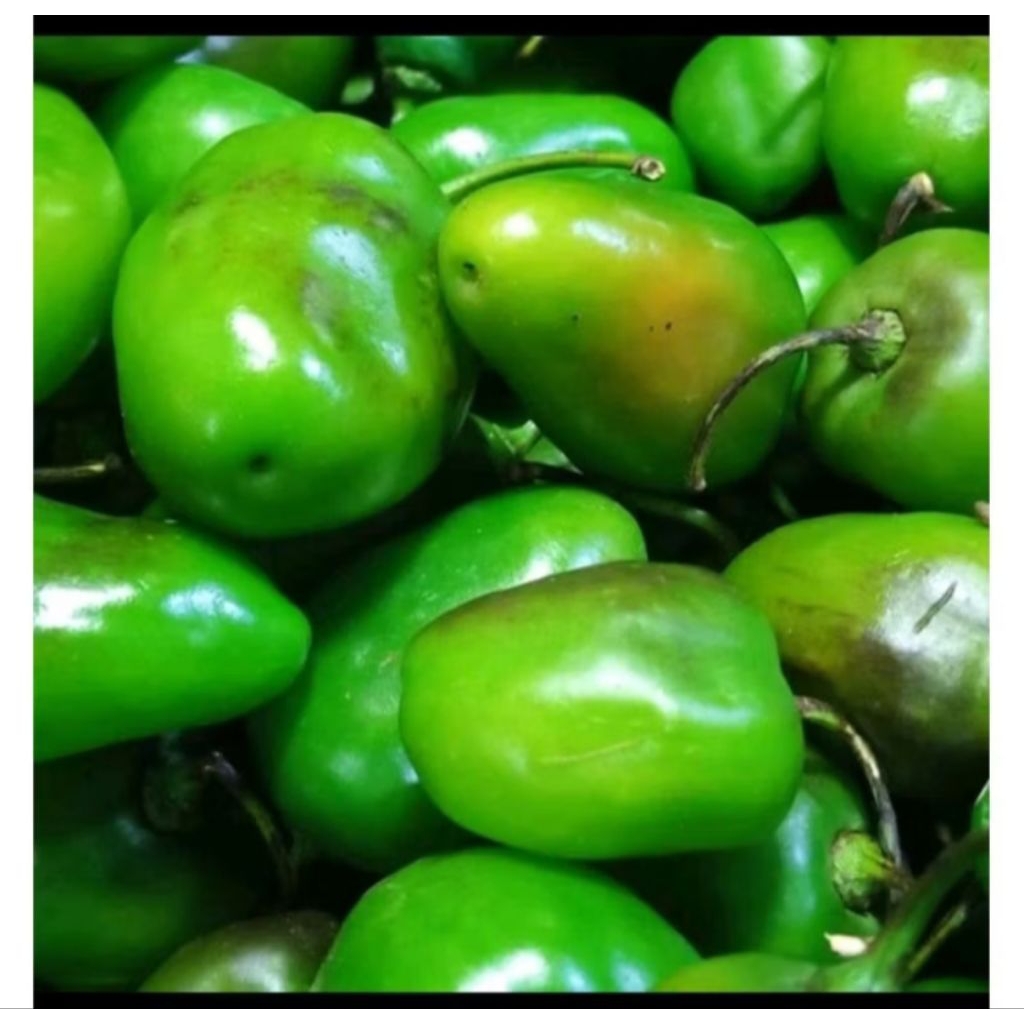 

Cabai gendot fresh 100gram