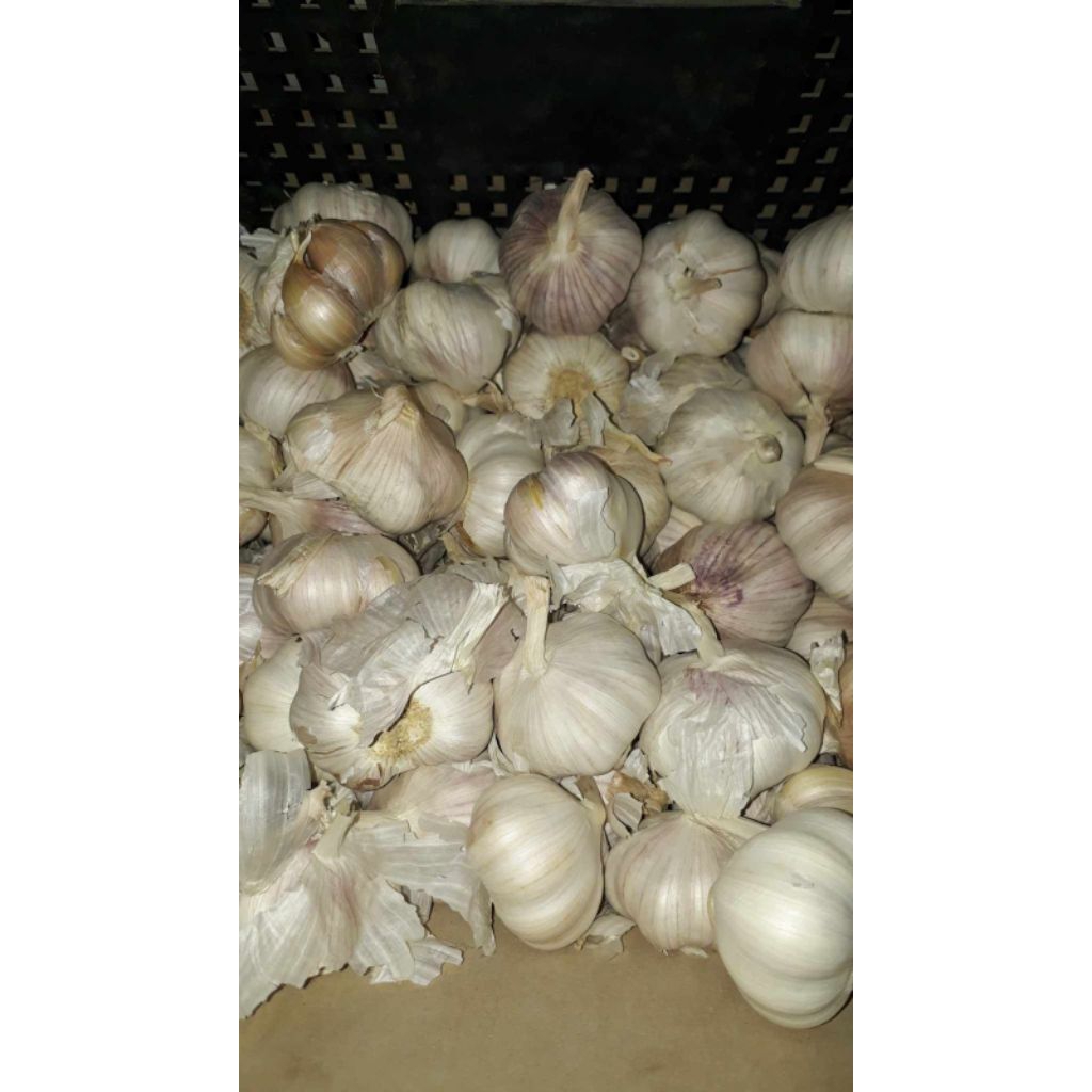 

Bawang putih kualitas terbaik