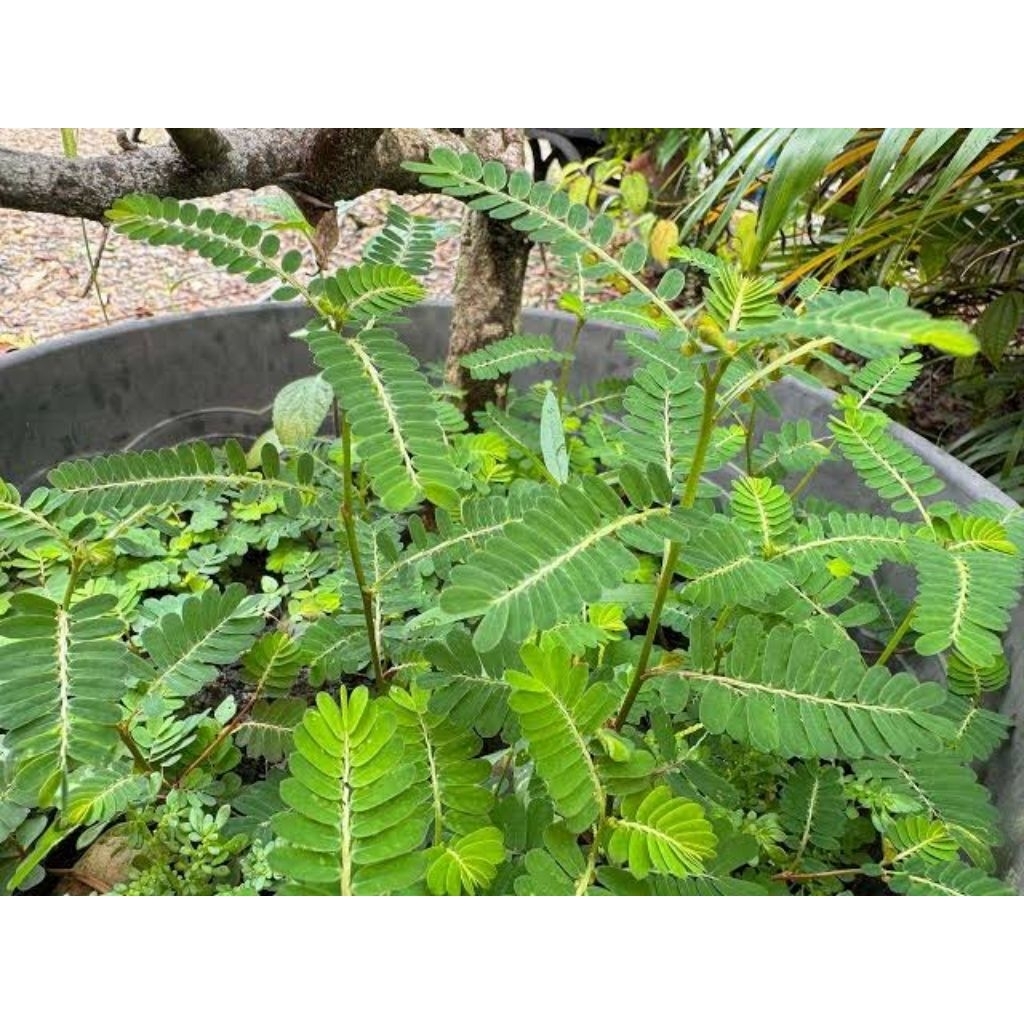 

daun Meniran fres seger akan kaya manfaat 500gram