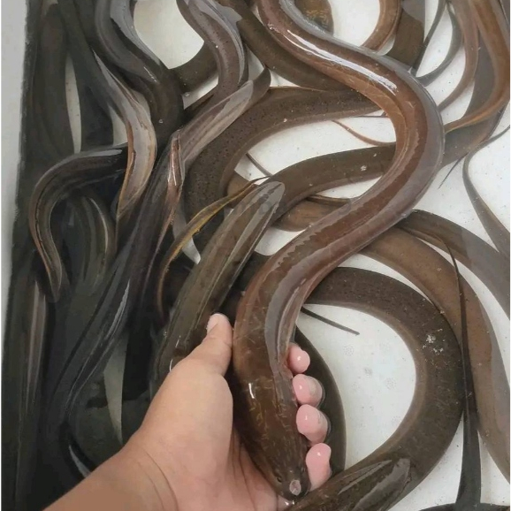 

Ikan Belut 1Kg Ikan Belut Hidup Ikan Belut Segar Ikan Belut Sawah