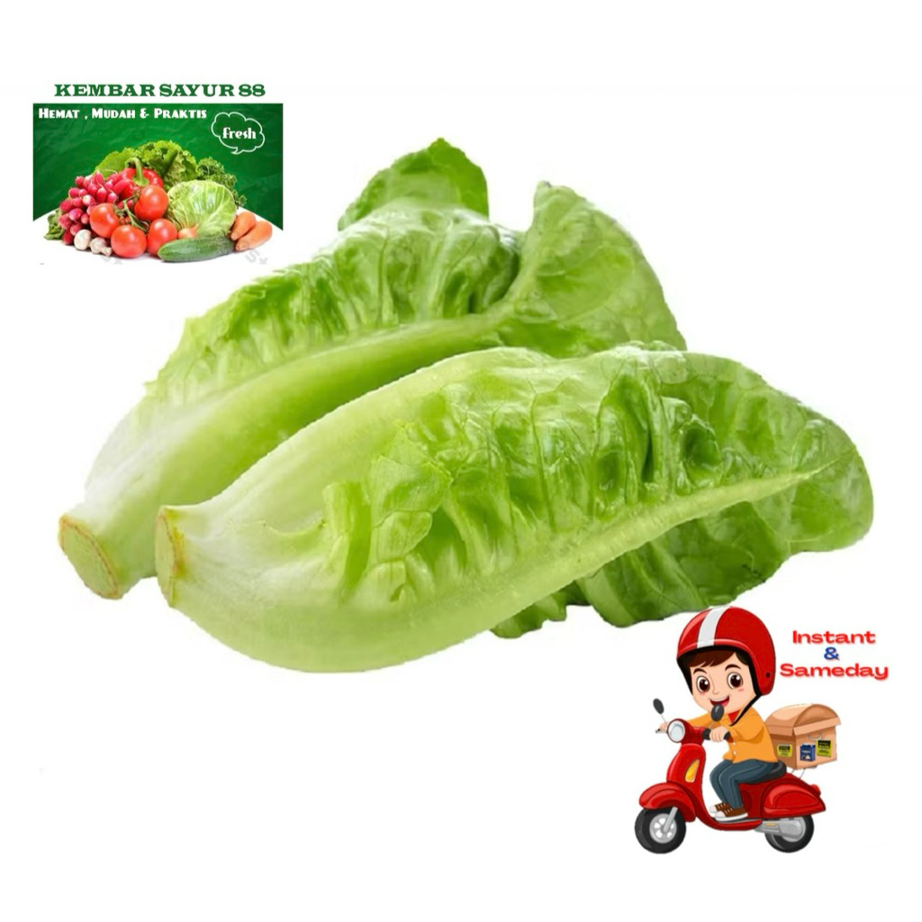 

Salada Romaine Fresh - Kembarsayur88