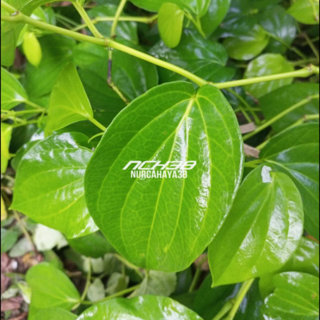 

daun sirih | daun sirih segar dan fresh | daun sirih terbaik