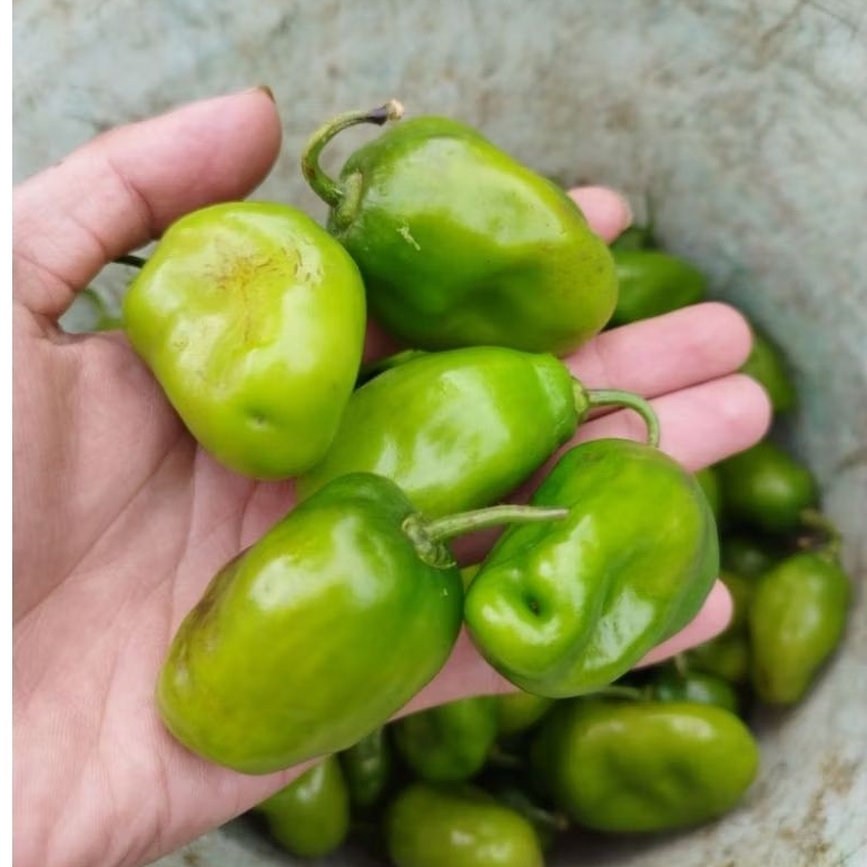 

500 gram cabe gendot segarr, cabe viral