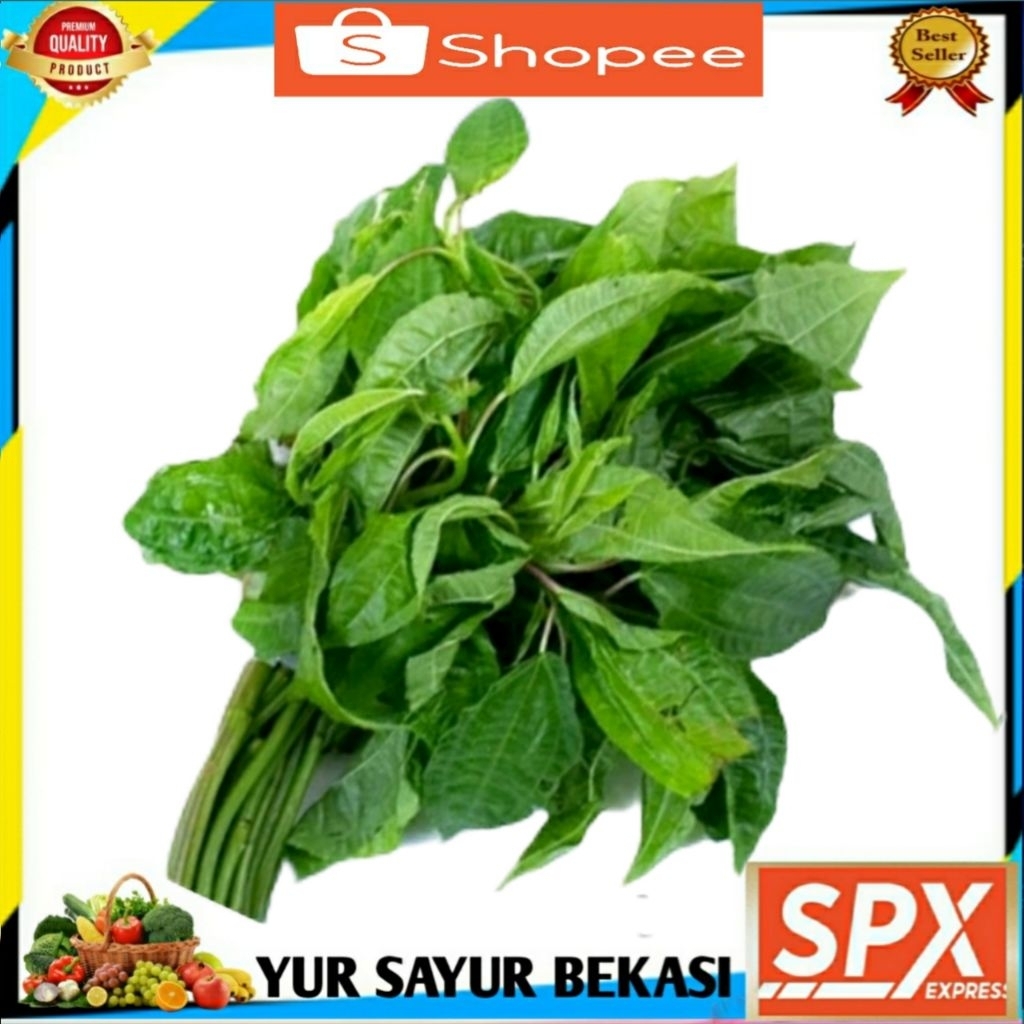 

Daun Pohpohan 1 ikat.