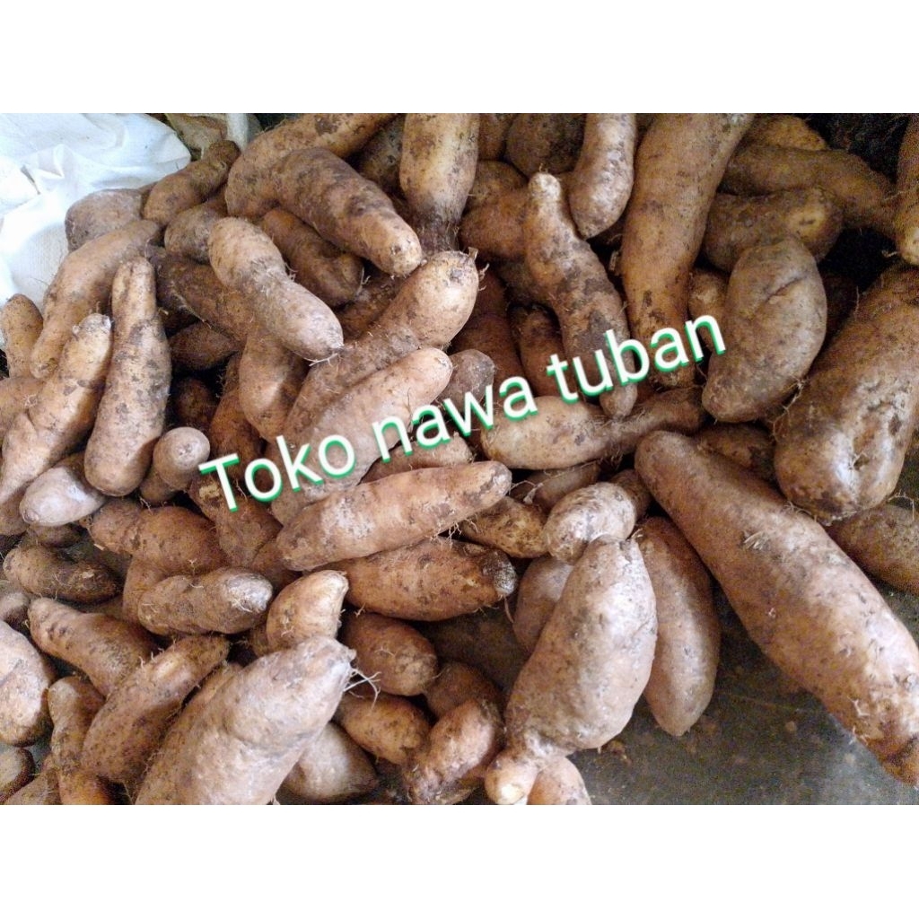 

gembili 1kg, kumbili umbi makanan sehat