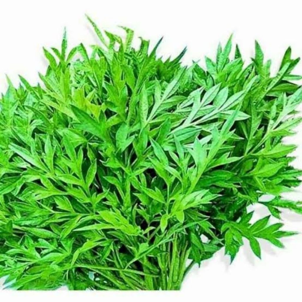 

Daun Kenikir Sayur/ Lalapan FRESH