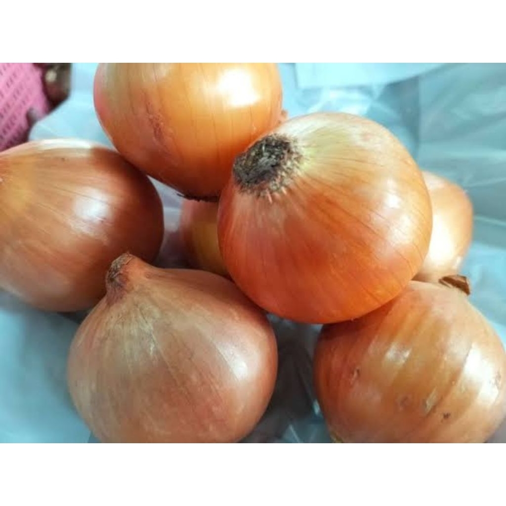 

BAWANG BOMBAI FRESH 1 PCS SEDANG