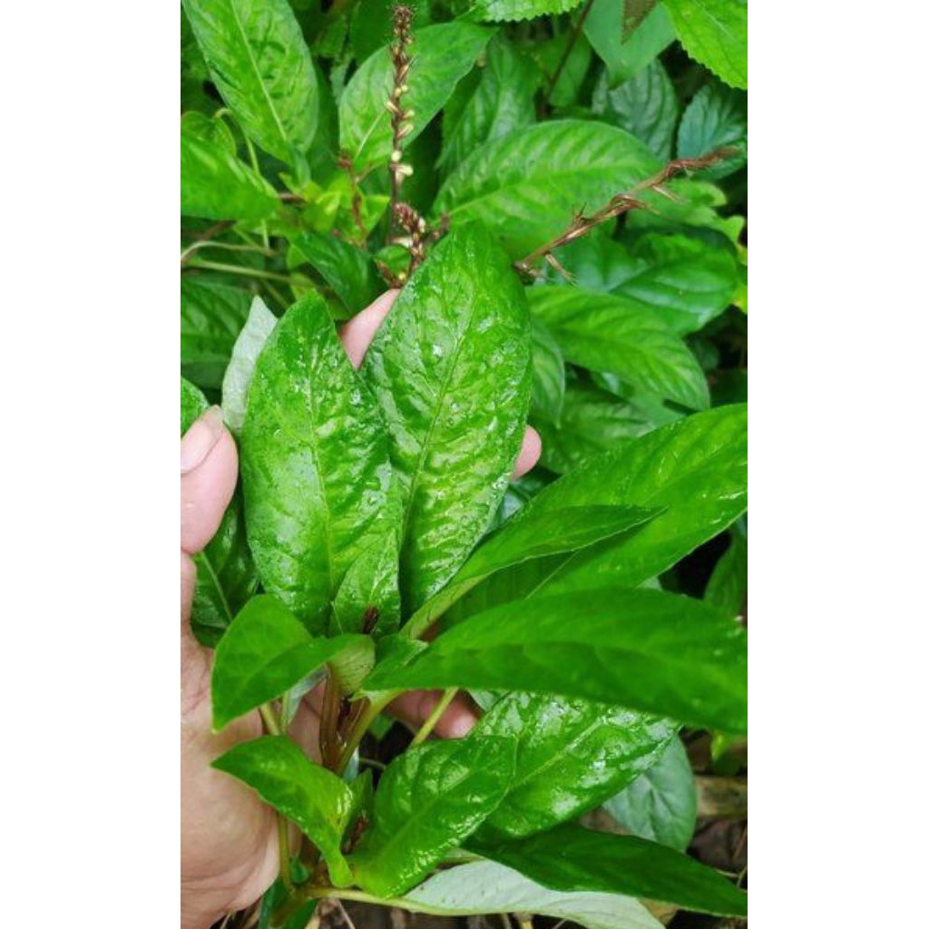 

lalapan mentah daun rende segar 100grm