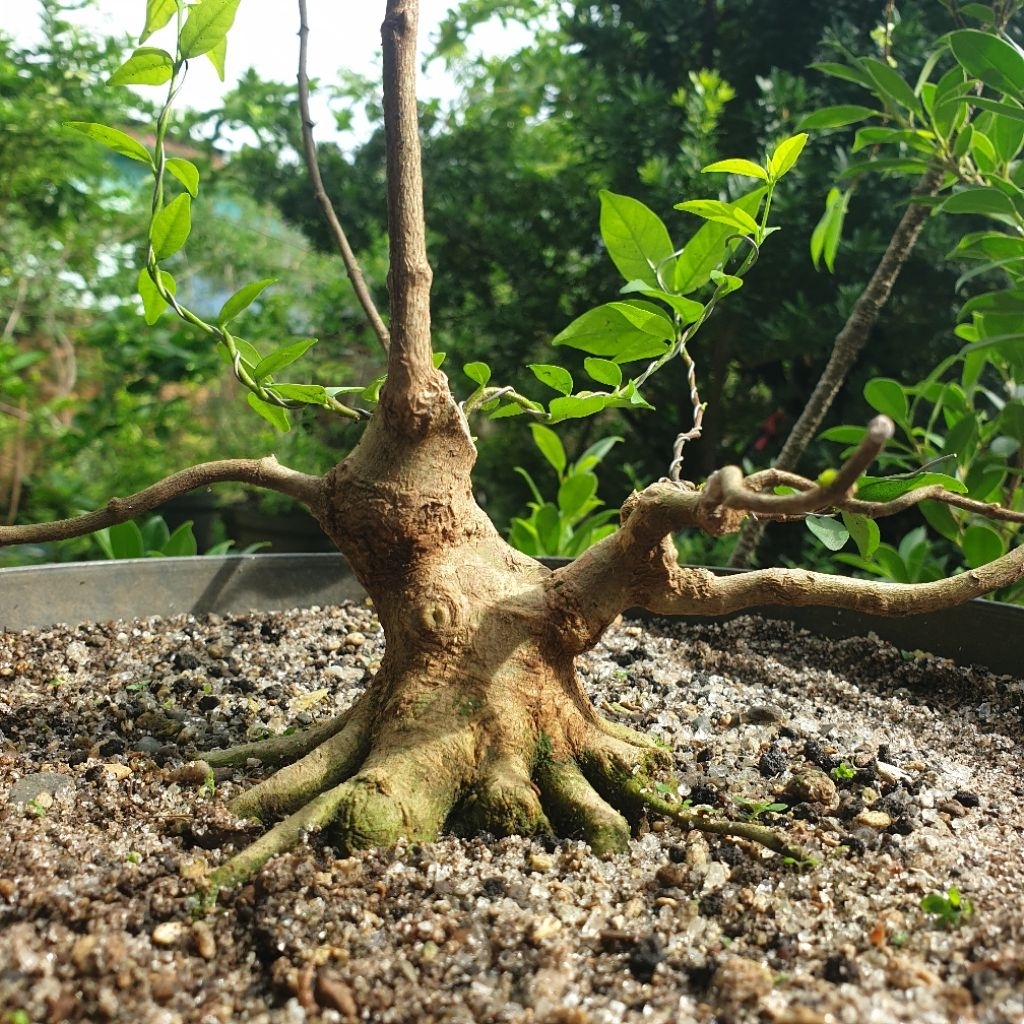 bahan bonsai anting putri mame prospek