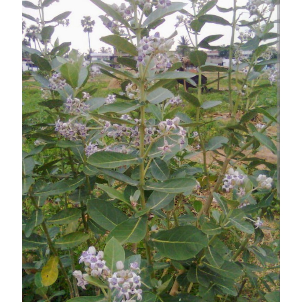 

10 pcs bibit stek batang tanaman widuri laut / biduri laut obat herbal