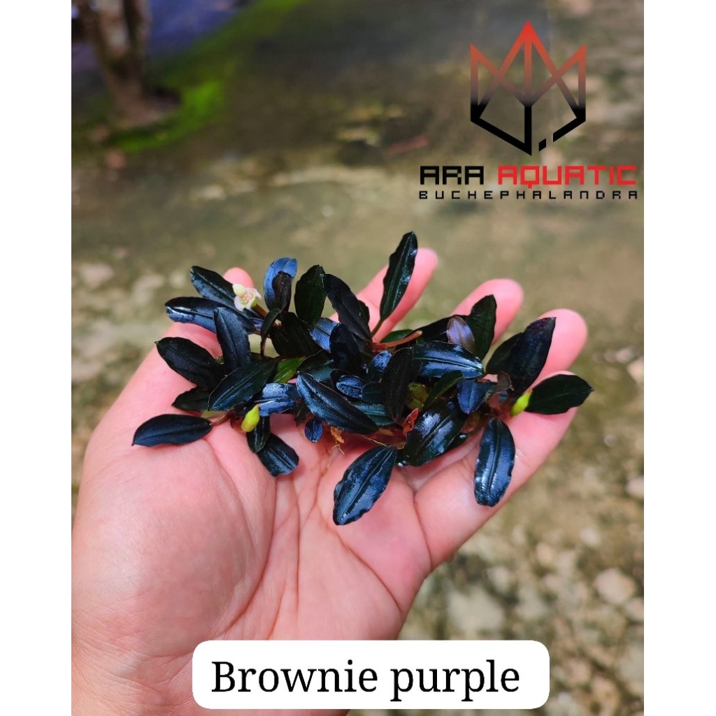 Bucephalandra brownie purple
