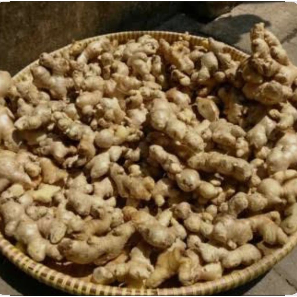 

JAHE EMPRIT SEGAR 1kg