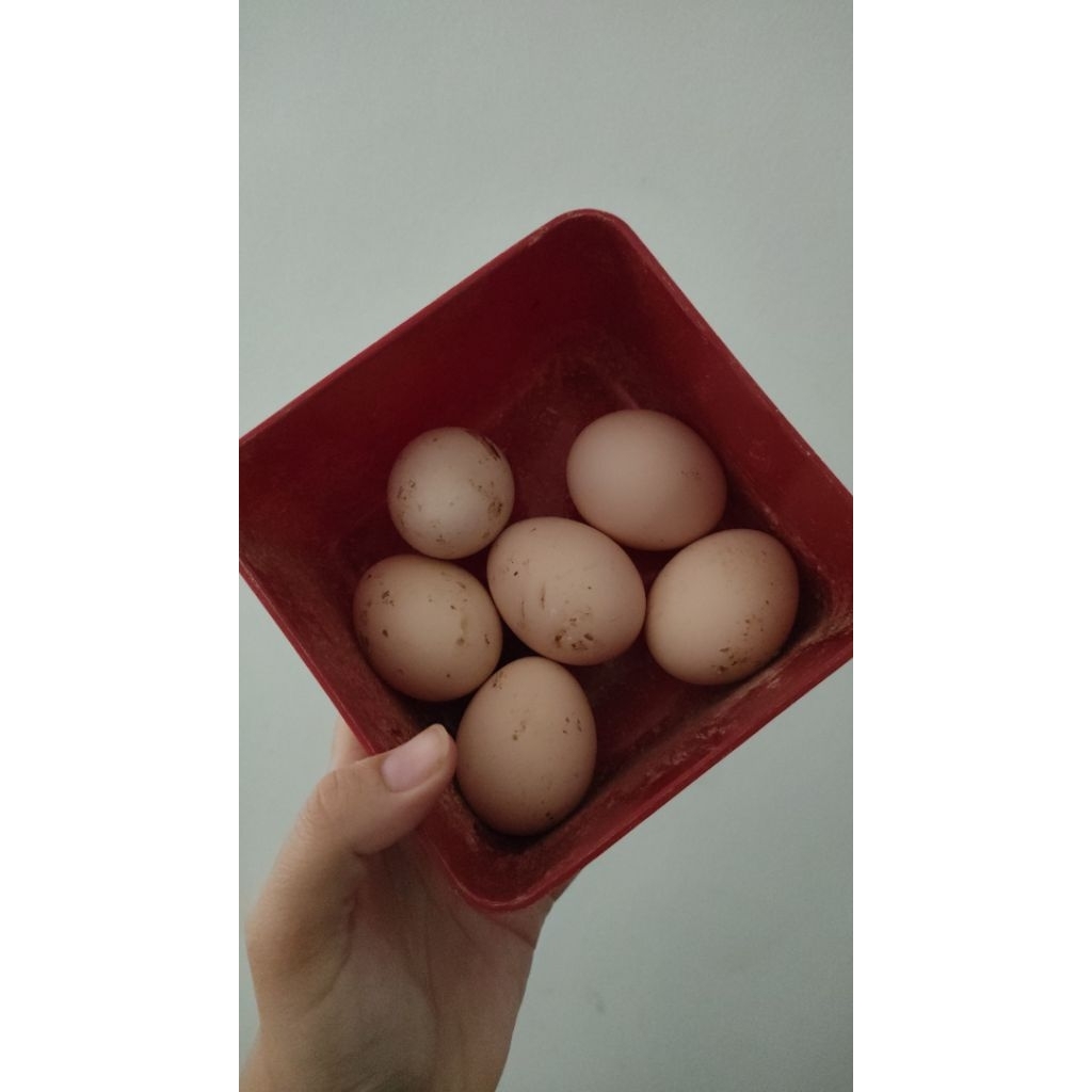 

telor ayam kampung fresh