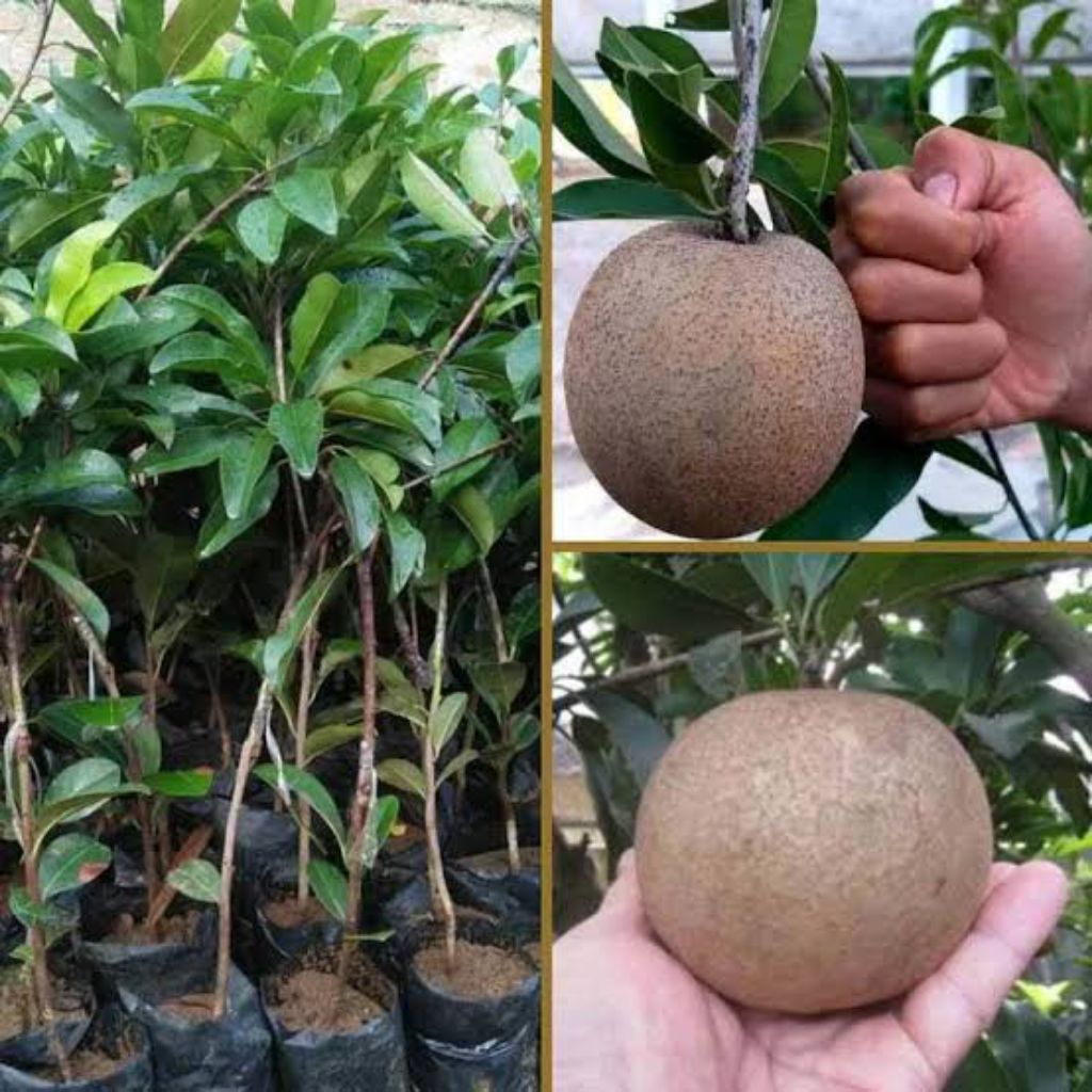 Sawo jumbo vietnam sudah berbuah