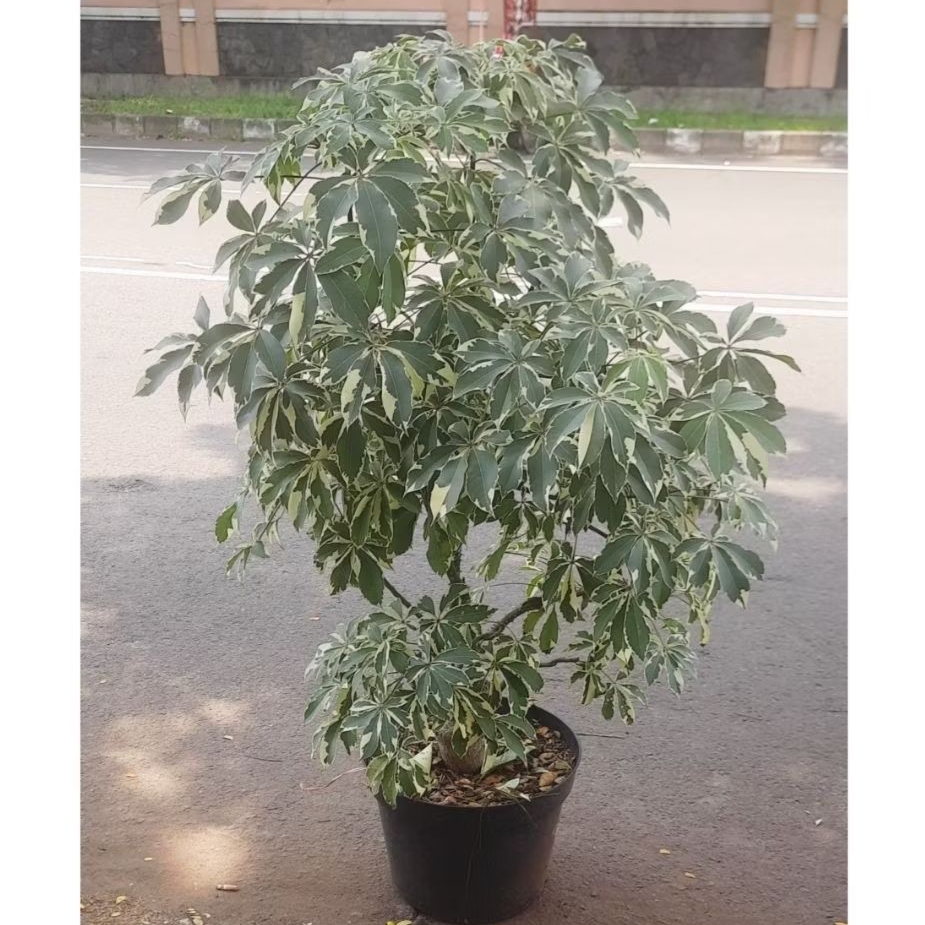 Tanaman Randu Variegata