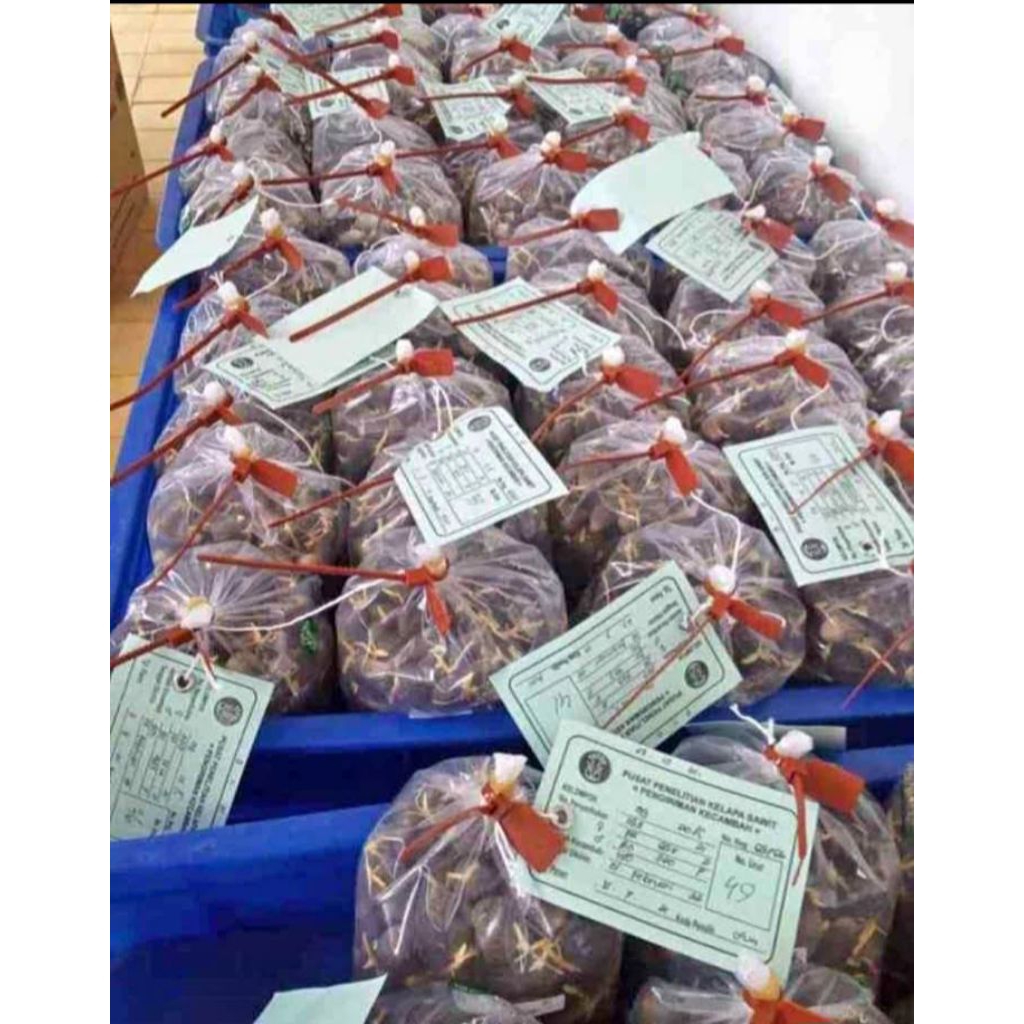 BIBIT BENIH KECAMBAH KELAPA SAWIT JENIS PPKS DXP YANGAMBI ISI 250 BUTIR