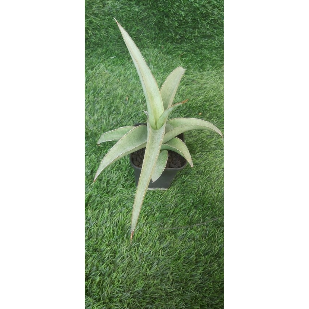 Sansevieria Hybrid